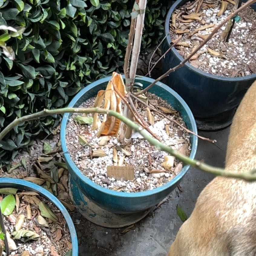 Photo of the plant species New Zealand Lemonade Tree by @SoulfulOgreears named Zeus on Greg, the plant care app