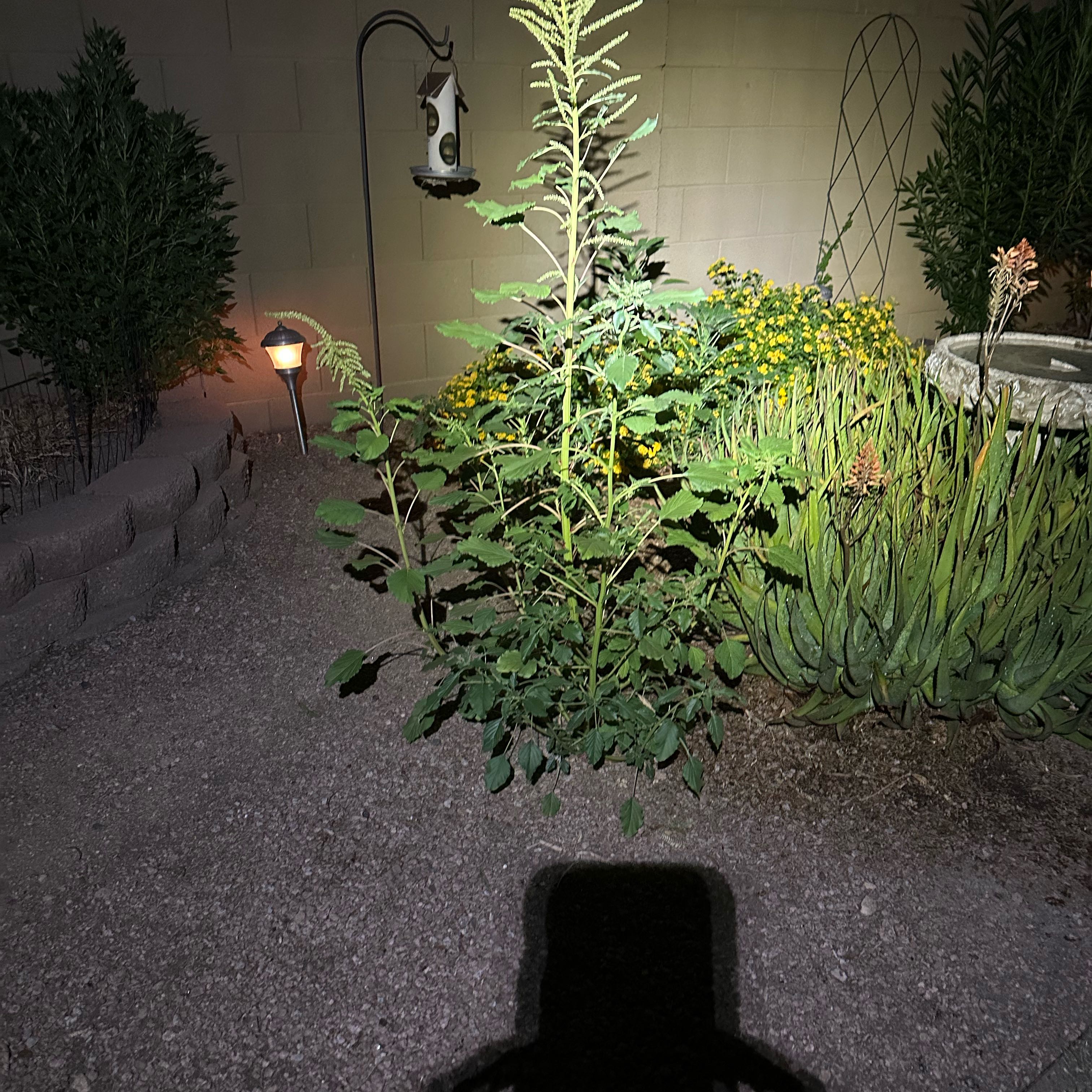 Photo of the plant species Rutabaga by @LordlyFlamelily named Girlfrond on Greg, the plant care app