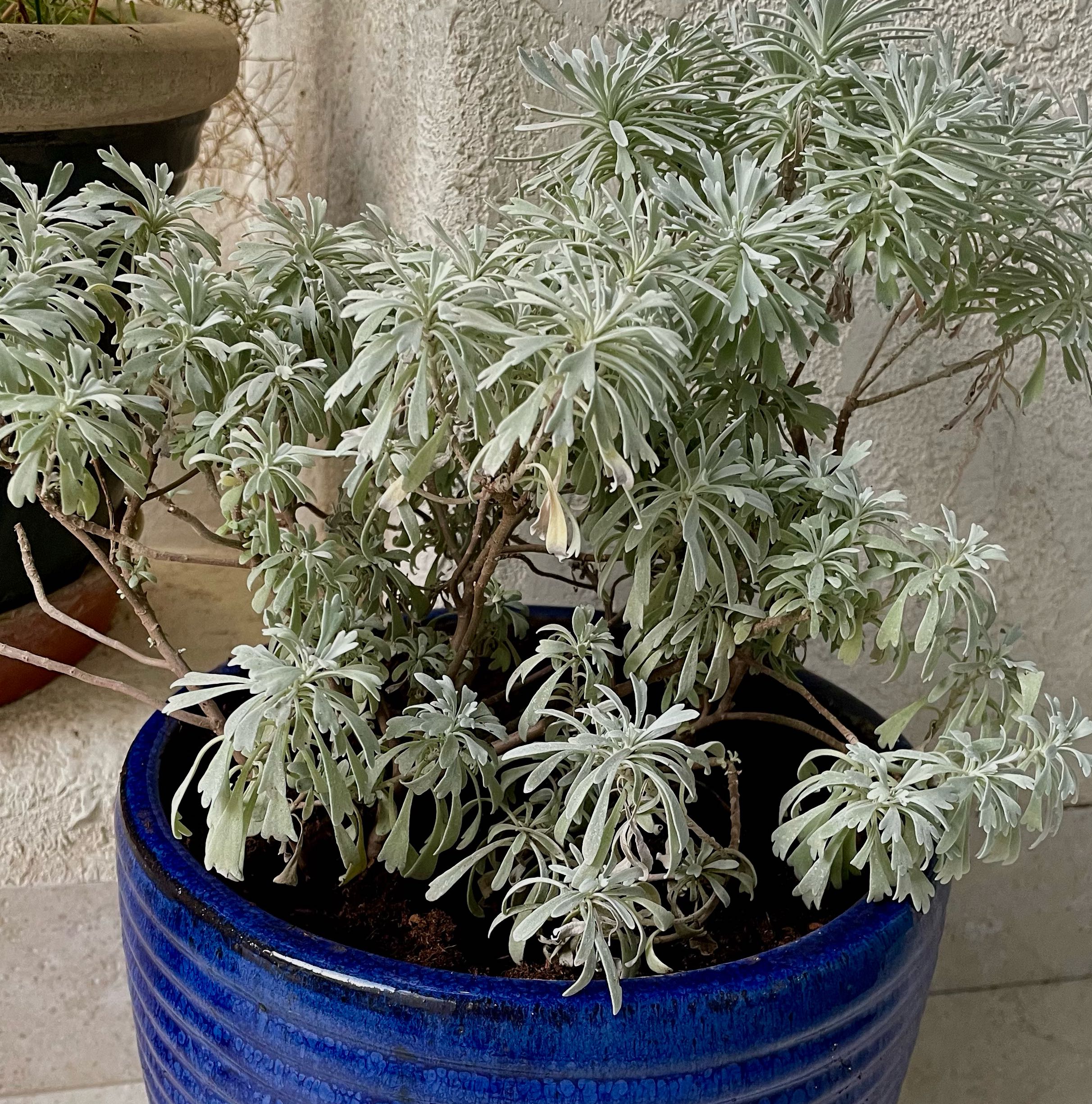 Photo of the plant species Crossostephium chinense by @Lindy147 named Chinese Wormwood #1 on Greg, the plant care app