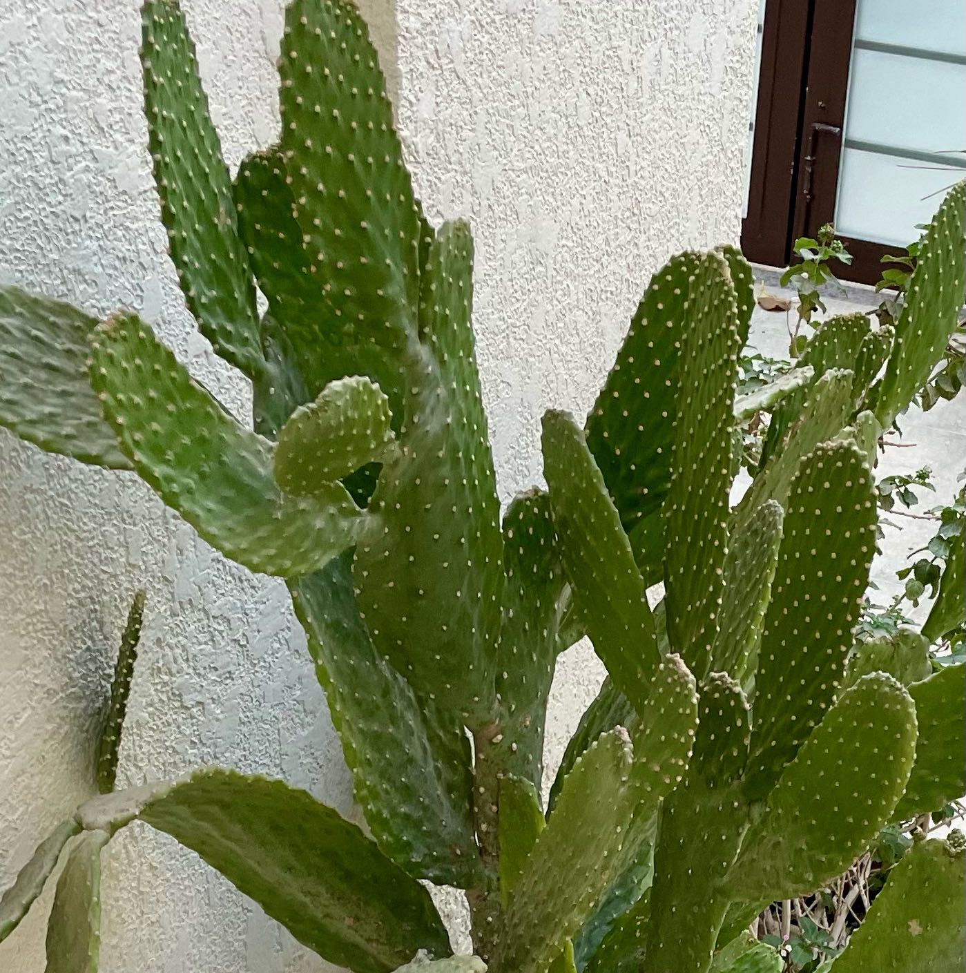 Photo of the plant species Burbank's Spineless Prickly Pear by @Lindy147 named Large Prickly Pear 1 on Greg, the plant care app