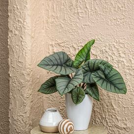 Photo of the plant species Alocasia Rumplestiltskin by @CactusQueen9 named Sahara on Greg, the plant care app