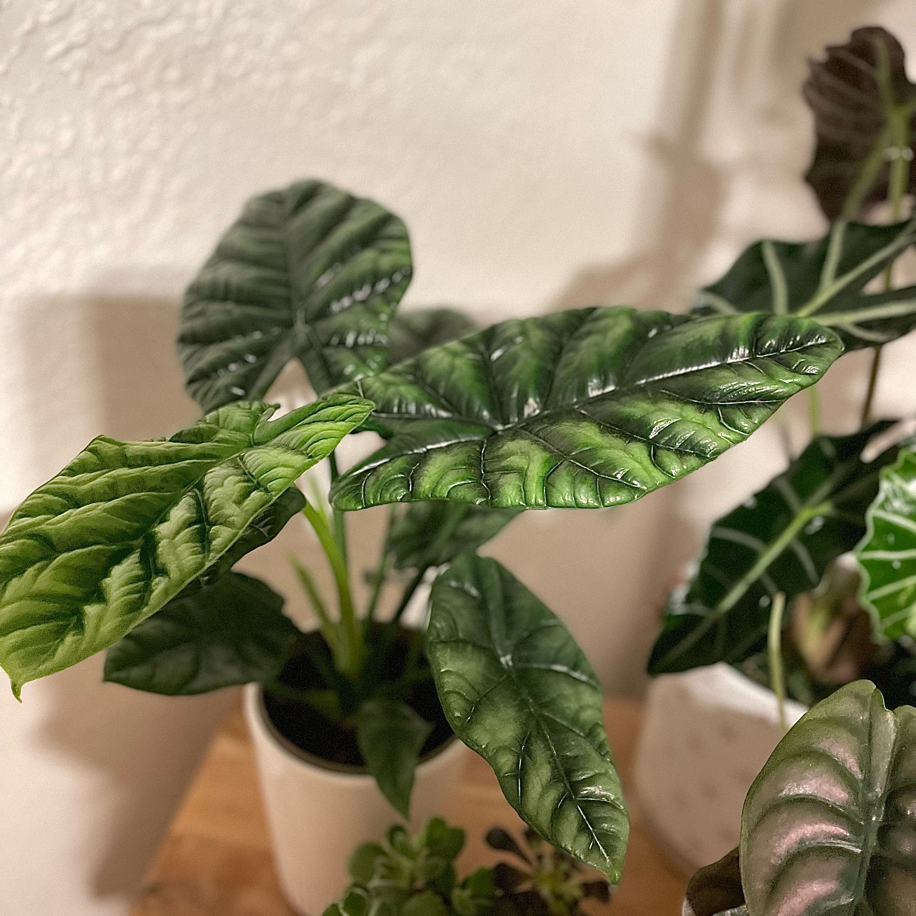 Photo of the plant species Alocasia Rumplestiltskin by @CactusQueen9 named Gregarious on Greg, the plant care app
