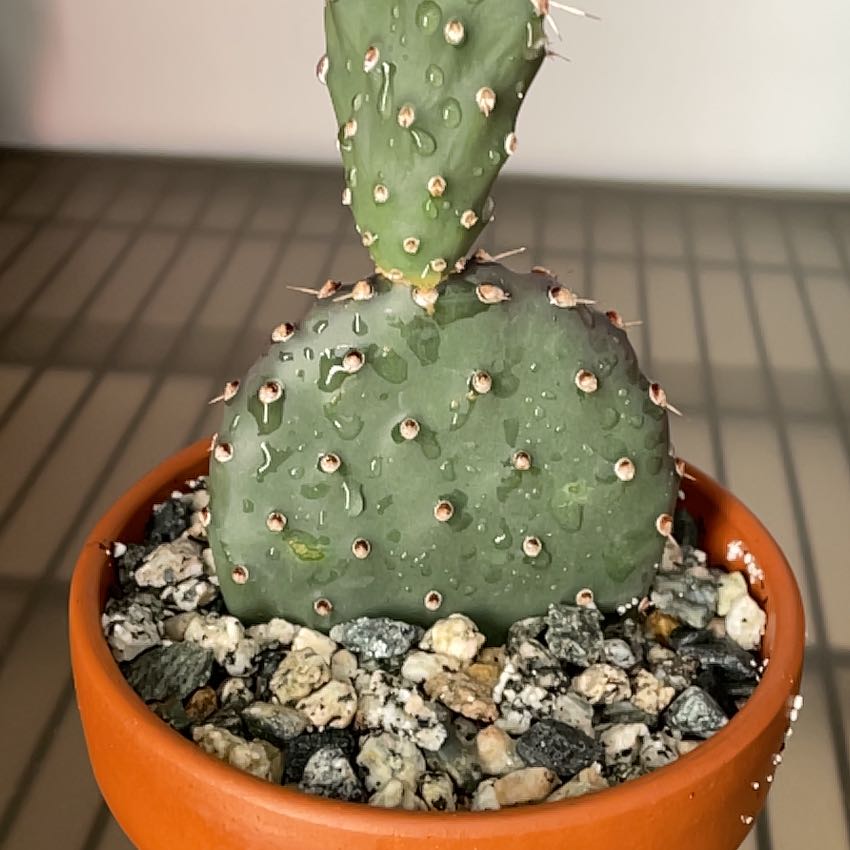 Photo of the plant species Apricot Glory Prickly Pear by @CactusQueen9 named Cleopatra on Greg, the plant care app
