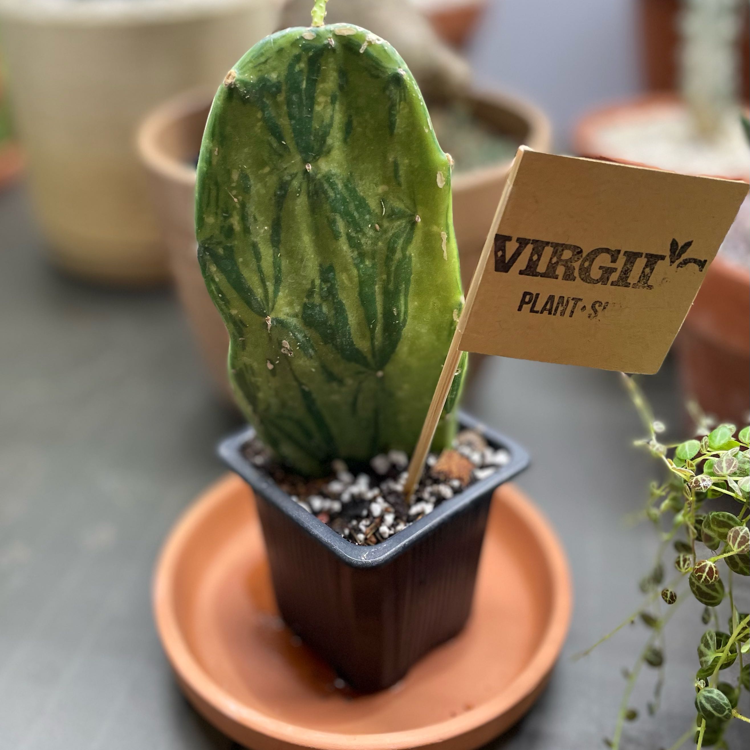 Photo of the plant species Variegated Prickly Pear Cactus by @CactusQueen9 named Sanders on Greg, the plant care app