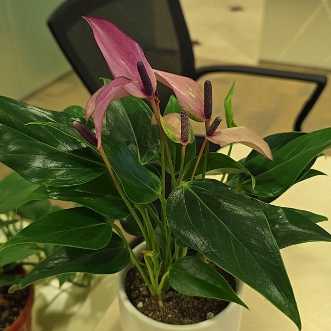 Photo of the plant species Flamingo Flower by @FabFirebirdaloe named Eva on Greg, the plant care app