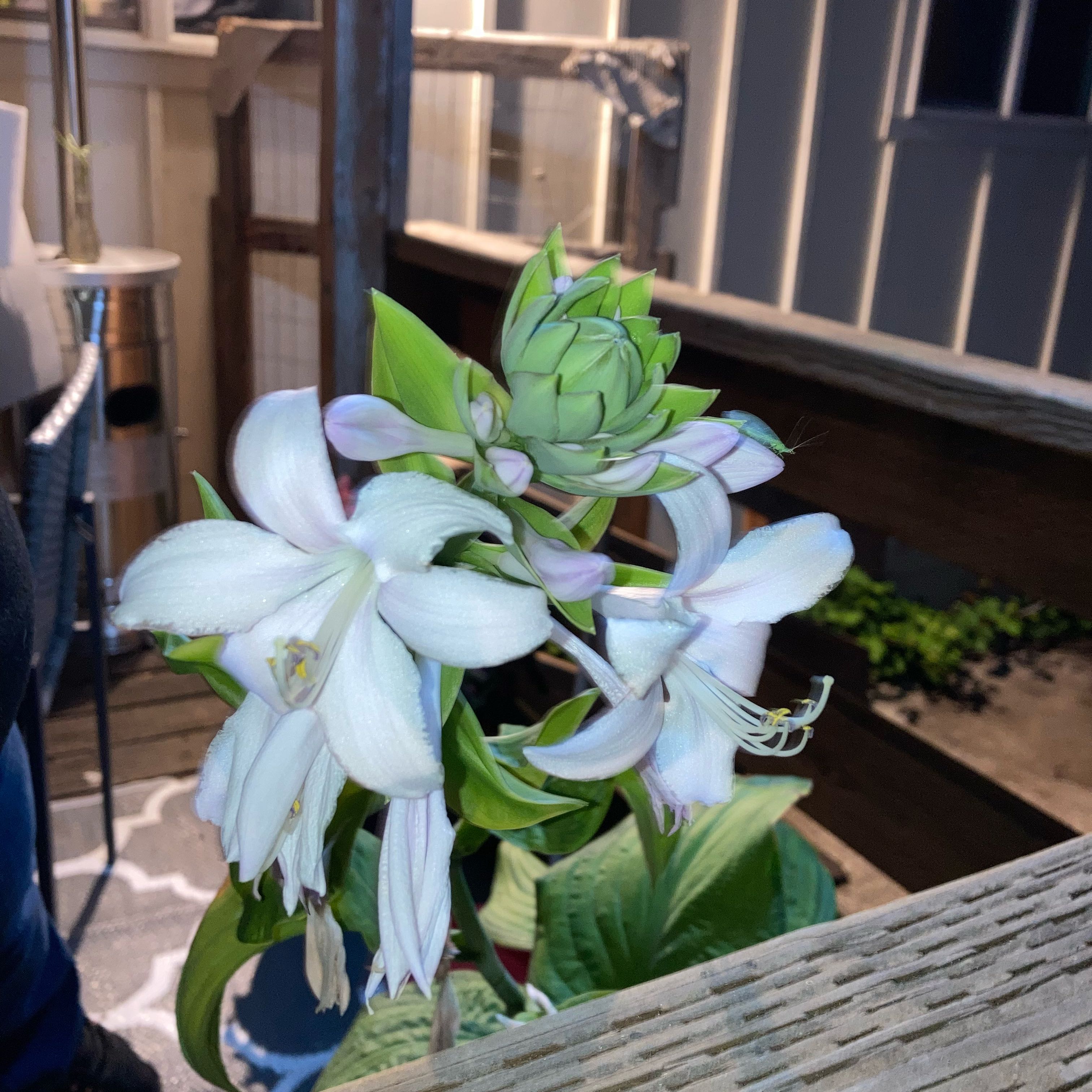 Photo of the plant species Hosta 'Guacamole' by @Ihopeidntkillem named Treeyoncé on Greg, the plant care app