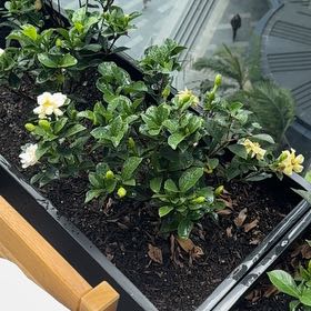 Photo of the plant species Gardenia augusta 'Florida' by @HandyRedwood named Floris on Greg, the plant care app