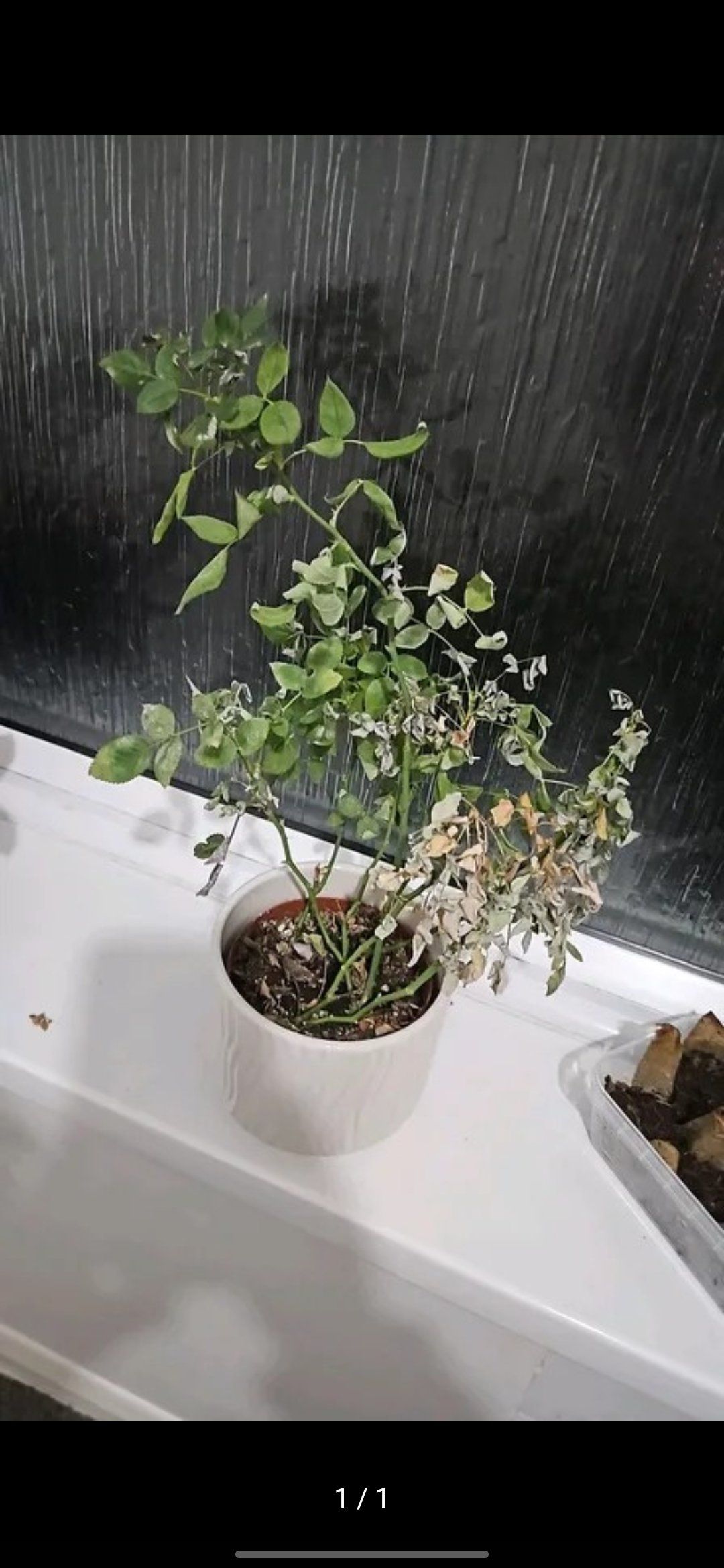 Photo of the plant species Tea Rose by @IntensePecan named Gobi on Greg, the plant care app