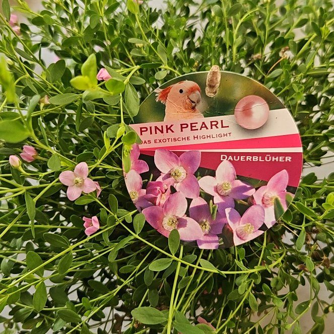 Photo of the plant species Boronia Pink Passion by @BestDragonjade named Bieber on Greg, the plant care app