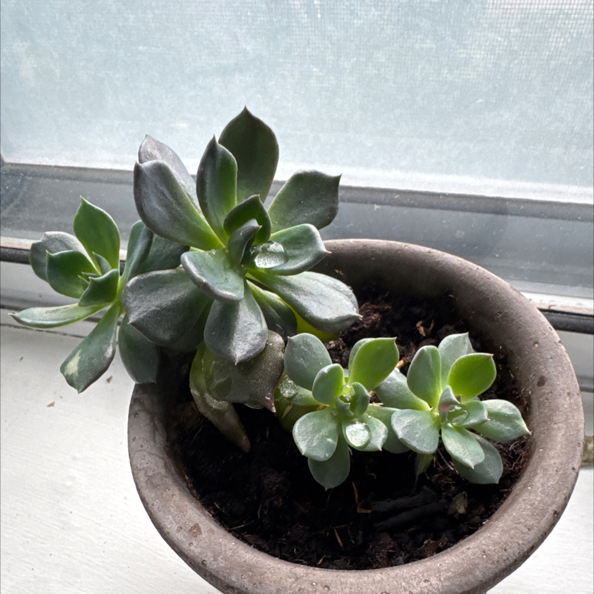 Photo of the plant species Blue Atoli Echevaria by @GlowingLipandra named Delia on Greg, the plant care app