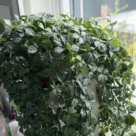 Photo of the plant species Cissus striata by @GlowingLipandra named Rapunzel on Greg, the plant care app
