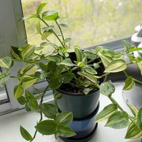 Photo of the plant species White Stripe Wandering Jew by @GlowingLipandra named Plato on Greg, the plant care app