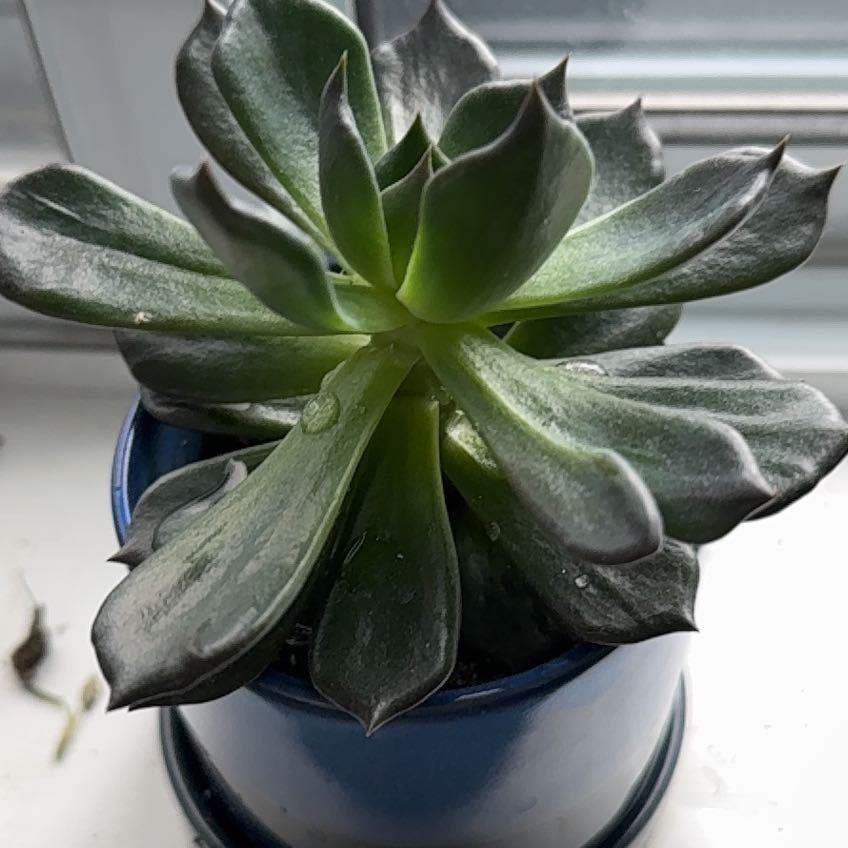 Photo of the plant species Blue Atoli Echevaria by @GlowingLipandra named Luna on Greg, the plant care app
