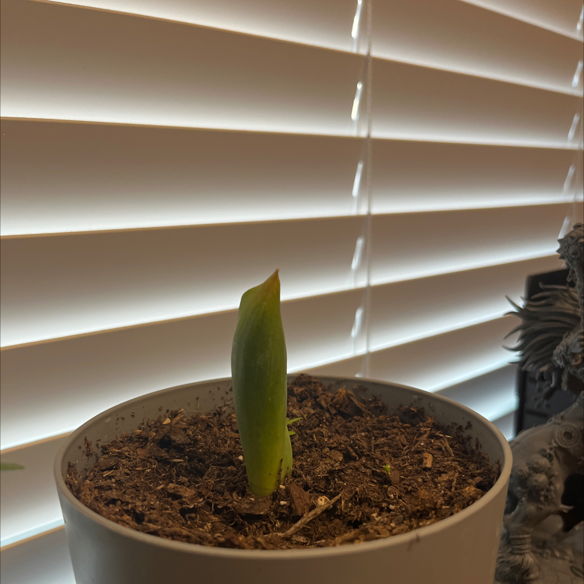 Photo of the plant species Tulip 'Apeldoorn' by @GreatDracaena named Dolores on Greg, the plant care app
