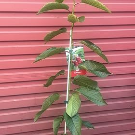 Photo of the plant species Sweet Cherry 'Starkrimson' by @StrappingLippia named Sproutacus on Greg, the plant care app