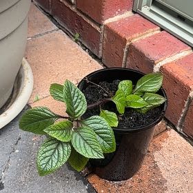 Photo of the plant species Speckled Spur Flower by @StrappingLippia named Mochi on Greg, the plant care app