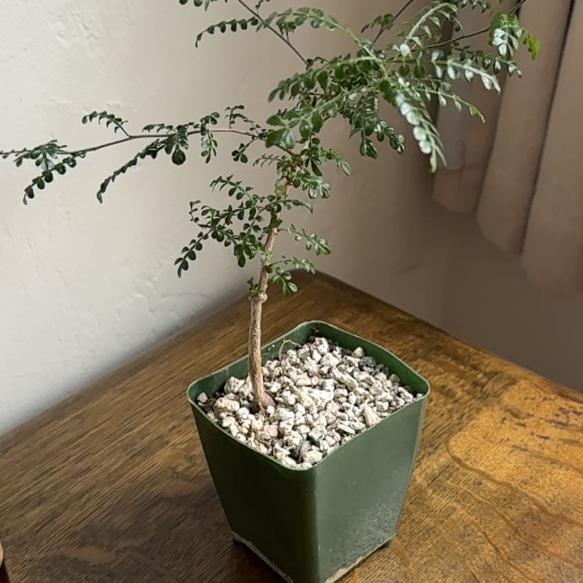 Photo of the plant species Elephant Tree by @FerventRiberry named Harry on Greg, the plant care app