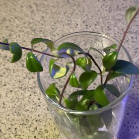 Photo of the plant species Peperomia 'Amigo Marcello' by @GuruKiwiaeonium named McKinley on Greg, the plant care app