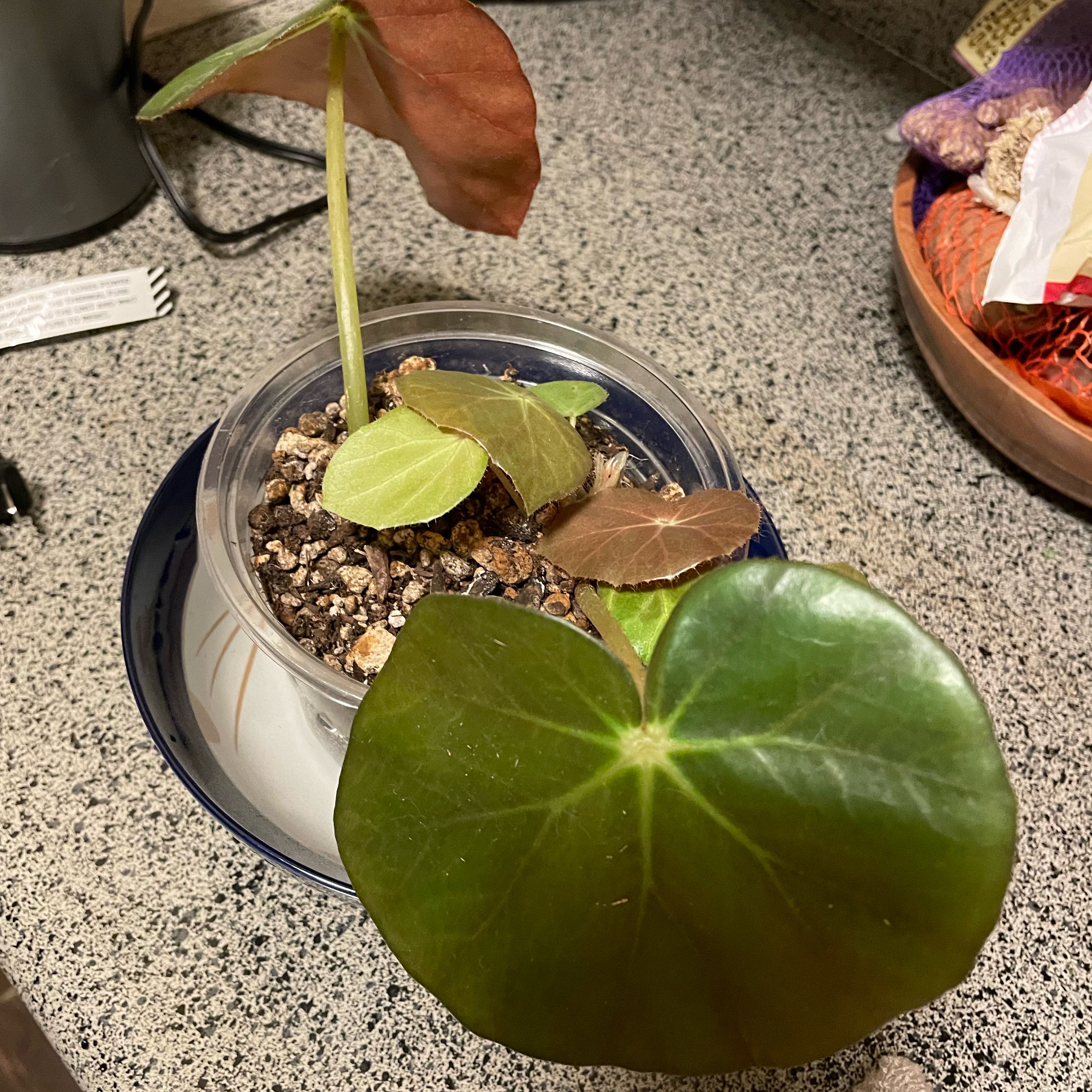 Photo of the plant species Beefsteak Begonia by @GuruKiwiaeonium named Leaf Erickson on Greg, the plant care app