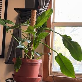 Photo of the plant species Philodendron Little Apple by @Graysonnikkow named Treeyoncé on Greg, the plant care app