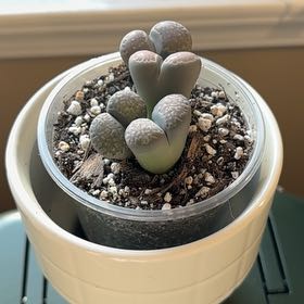 Photo of the plant species Assorted Lithops by @Graysonnikkow named Kramer on Greg, the plant care app
