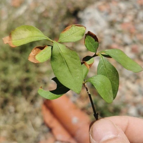 Photo of the plant species Wild Privet by @ZippyReddahlias named Madonna on Greg, the plant care app
