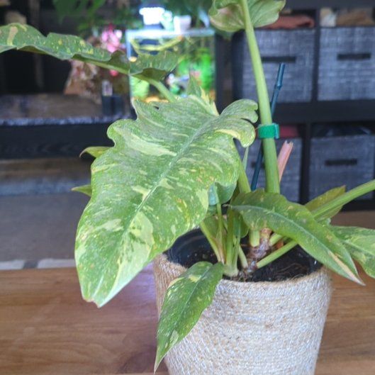 Photo of the plant species Tricolor White Princess by @mikeb named Coco on Greg, the plant care app