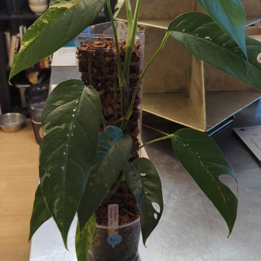 Photo of the plant species epiprenum pannatum Albo by @mikeb named Osmo on Greg, the plant care app
