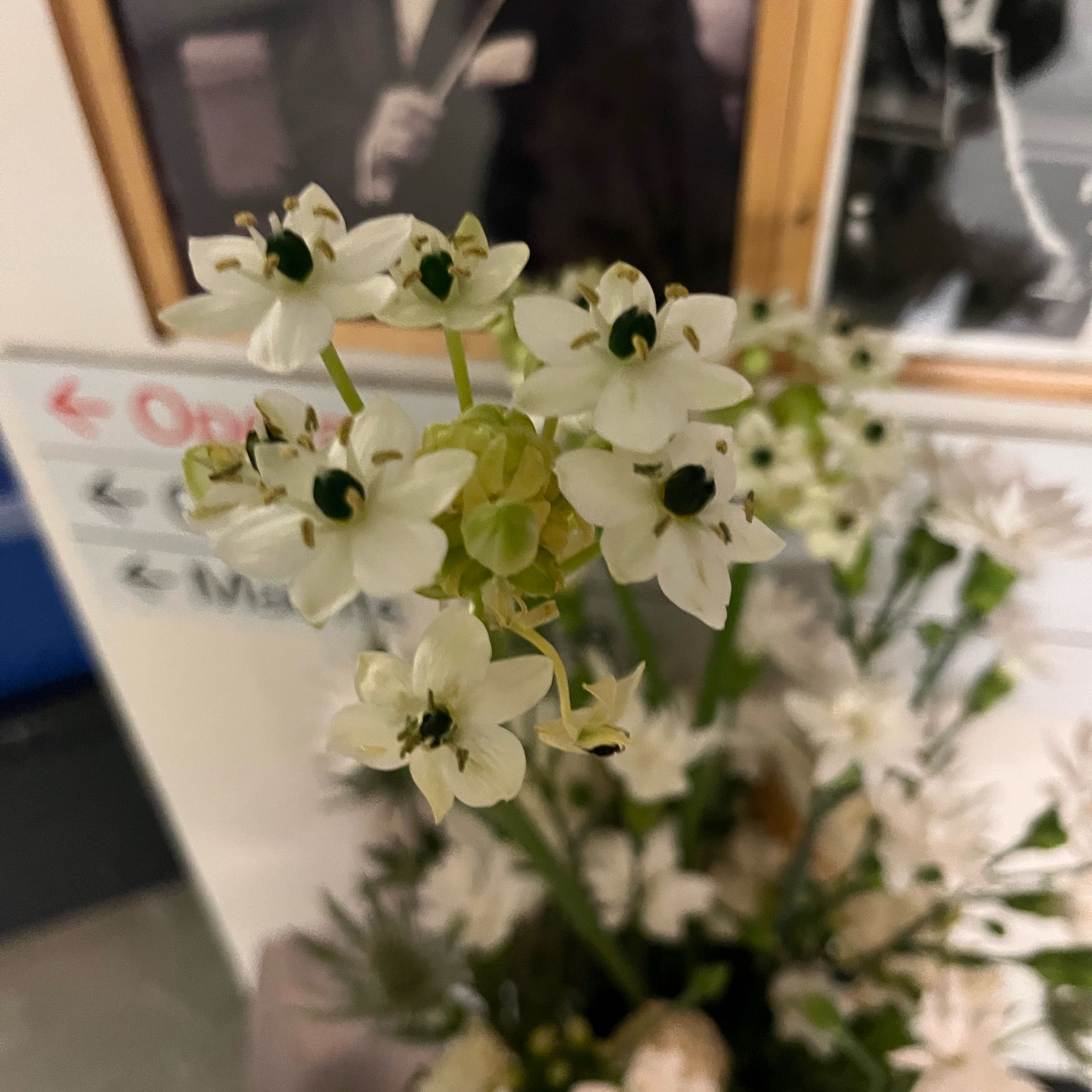 Photo of the plant species Star of Bethlehem by @SaviorTorgrass named Xena on Greg, the plant care app