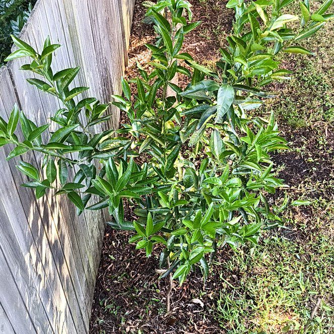 Photo of the plant species Chinese Barberry by @TunefulRedsky28 named Scarlett on Greg, the plant care app