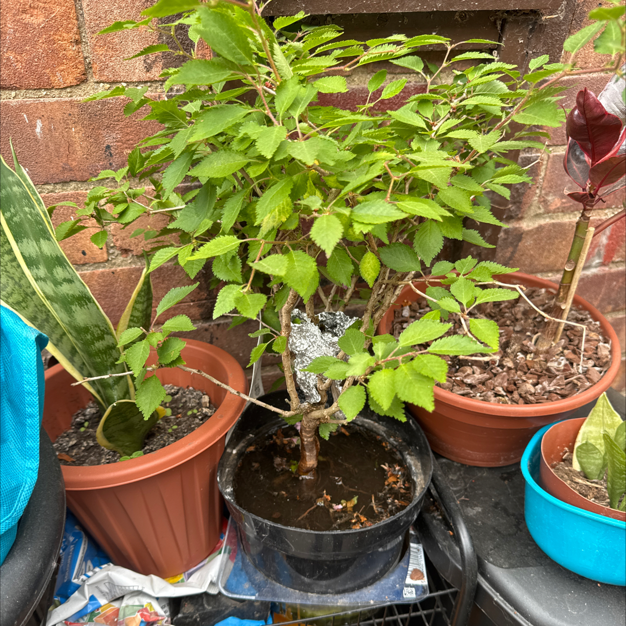 Photo of the plant species Fuji Cherry 'Kojou-no-mai' by @TrueBonsaitree named Aristotle on Greg, the plant care app