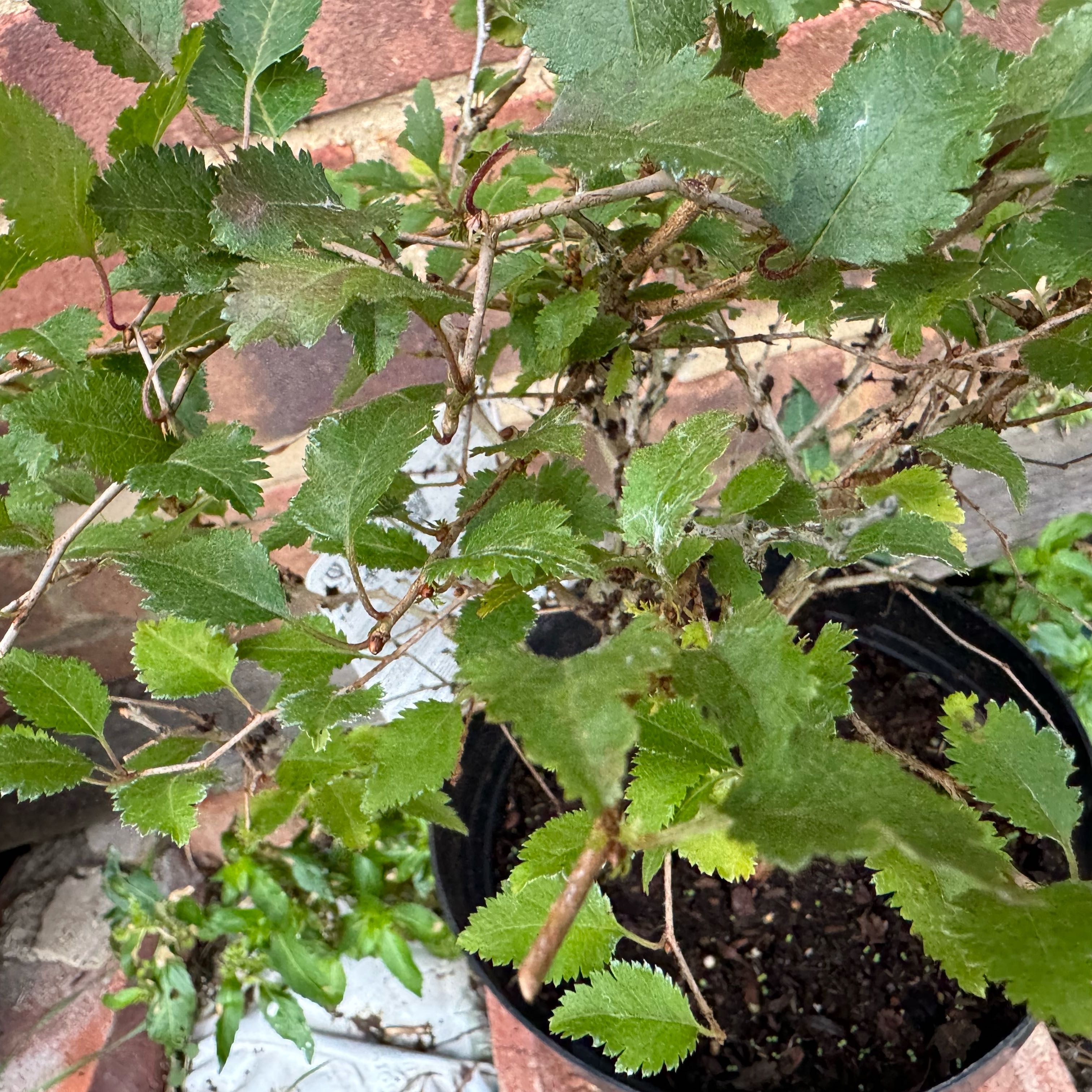 Photo of the plant species Flowering Cherry by @TrueBonsaitree named Scarlett on Greg, the plant care app