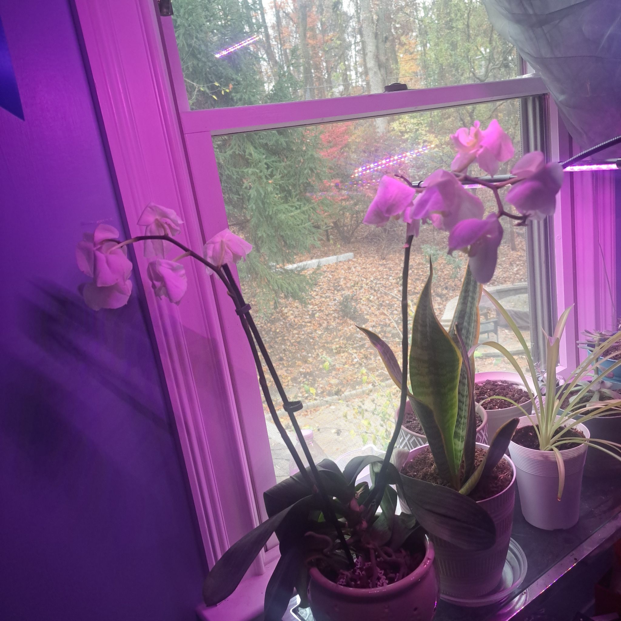 Daphne