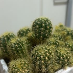 Photo of the plant species Cacto by 脩太郎 named 金盛丸 on Greg, the plant care app