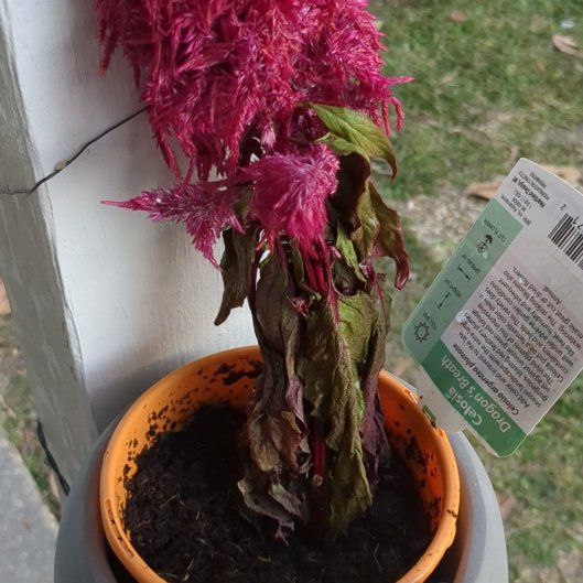 Photo of the plant species Dragon's Breath Celosia by @AffableEggplant named Dragon on Greg, the plant care app