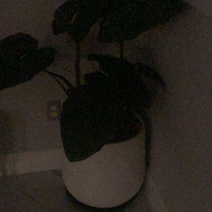 Photo of the plant species Welwitschia by @ZestSedum87 named Leaf Erickson on Greg, the plant care app