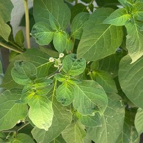 Photo of the plant species American Black Nightshade by @SharpLime93 named Tree Diddy on Greg, the plant care app