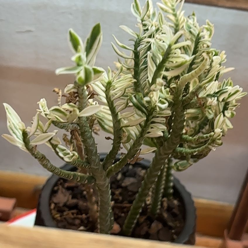 Photo of the plant species devil's backbone by @DiverseNiaouli named Devils Backbone on Greg, the plant care app