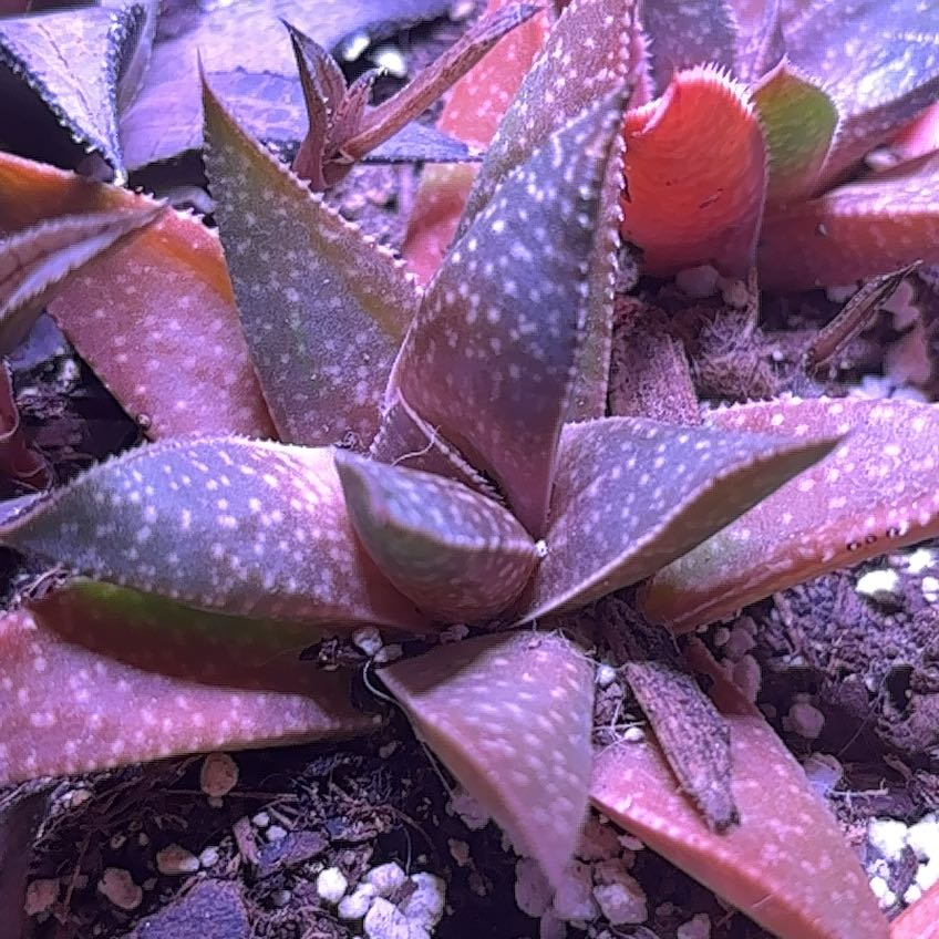 Photo of the plant species Gasterhaworthia by @DiverseNiaouli named Maya on Greg, the plant care app