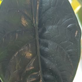 Photo of the plant species Alocasia Black Magic by @DiverseNiaouli named Black Magic on Greg, the plant care app