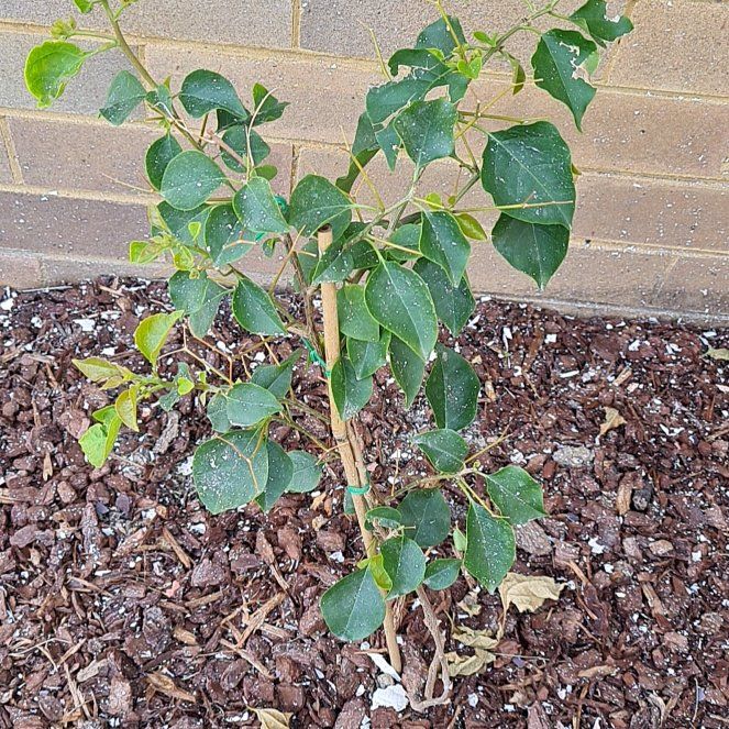 Photo of the plant species Bougainvillea x buttiana by @millienialgaia named Morgan Treeman on Greg, the plant care app