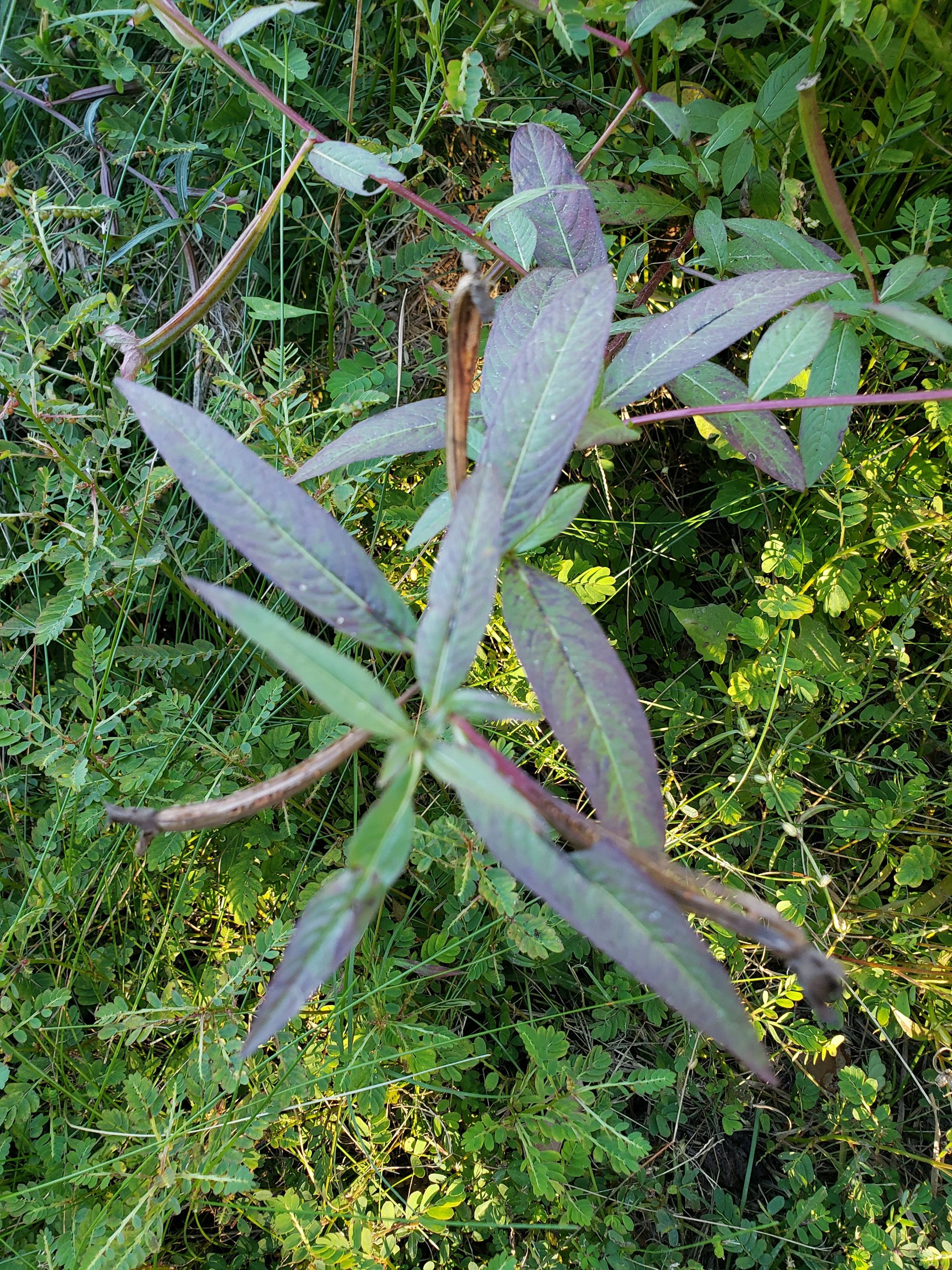 Photo of the plant species Mexican Primrose-Willow by @FunnyNikaupalm named Morgan Treeman on Greg, the plant care app