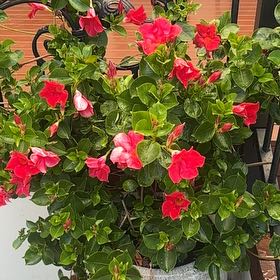 Photo of the plant species Sun Parasol Mandevilla by @FineBlackgrass named Beckham on Greg, the plant care app