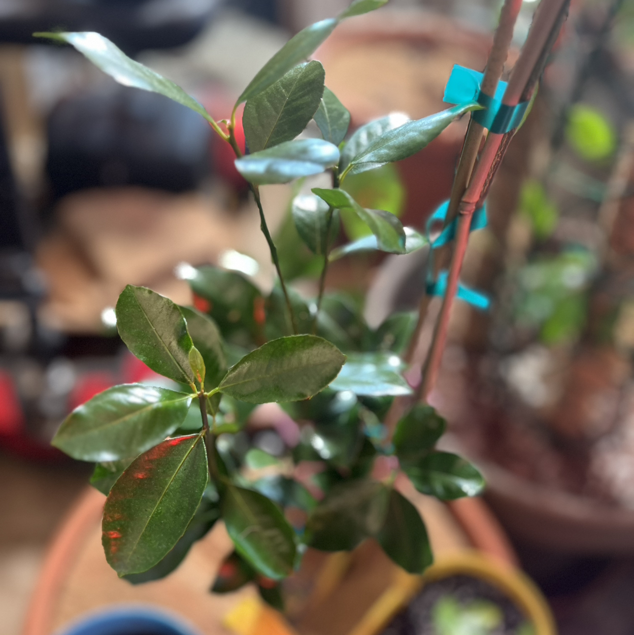 Photo of the plant species Kishu Mandarin by @Idplantthat named Lotus 🪷 on Greg, the plant care app
