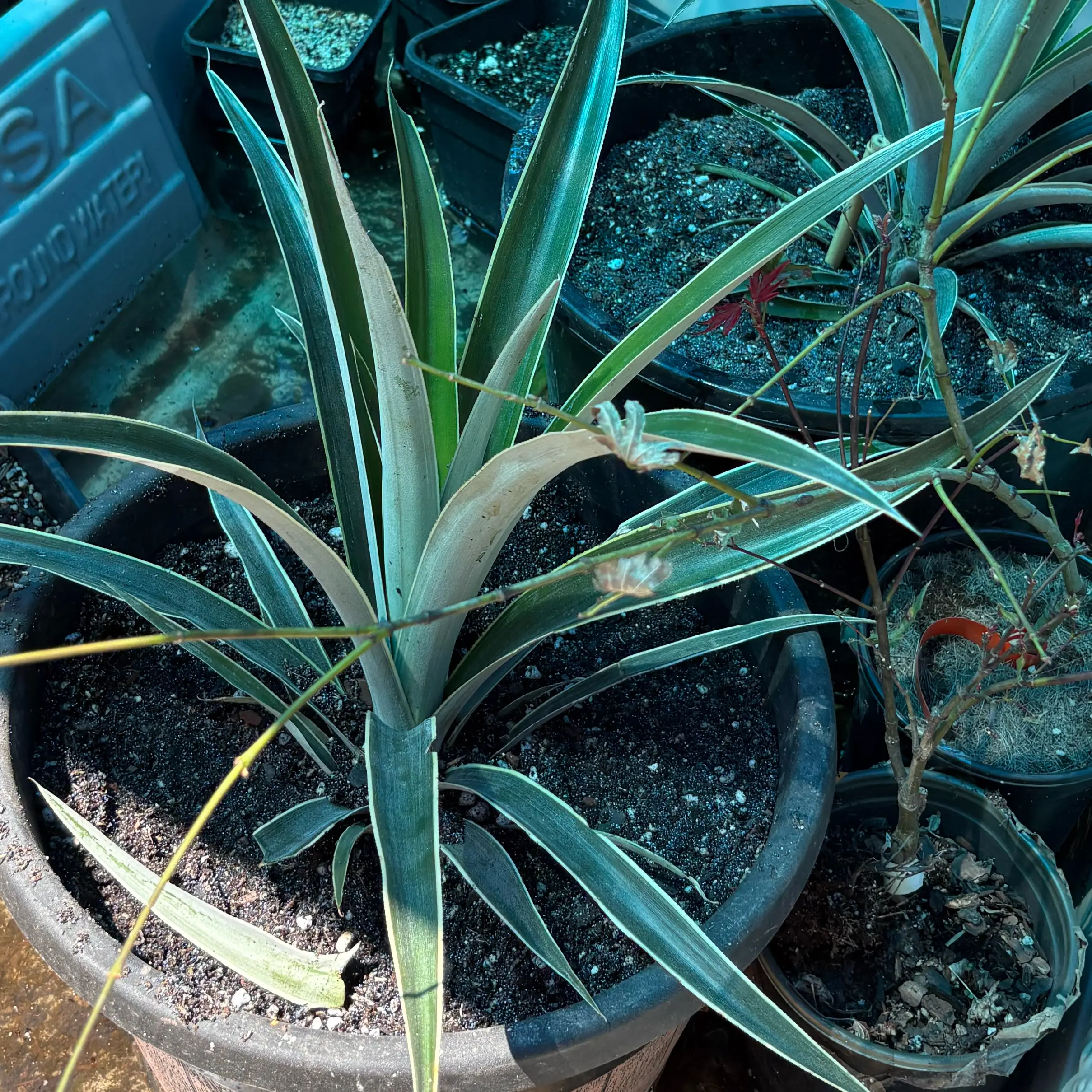 Photo of the plant species Variegated Pineapple by @Idplantthat named Peek a boo on Greg, the plant care app