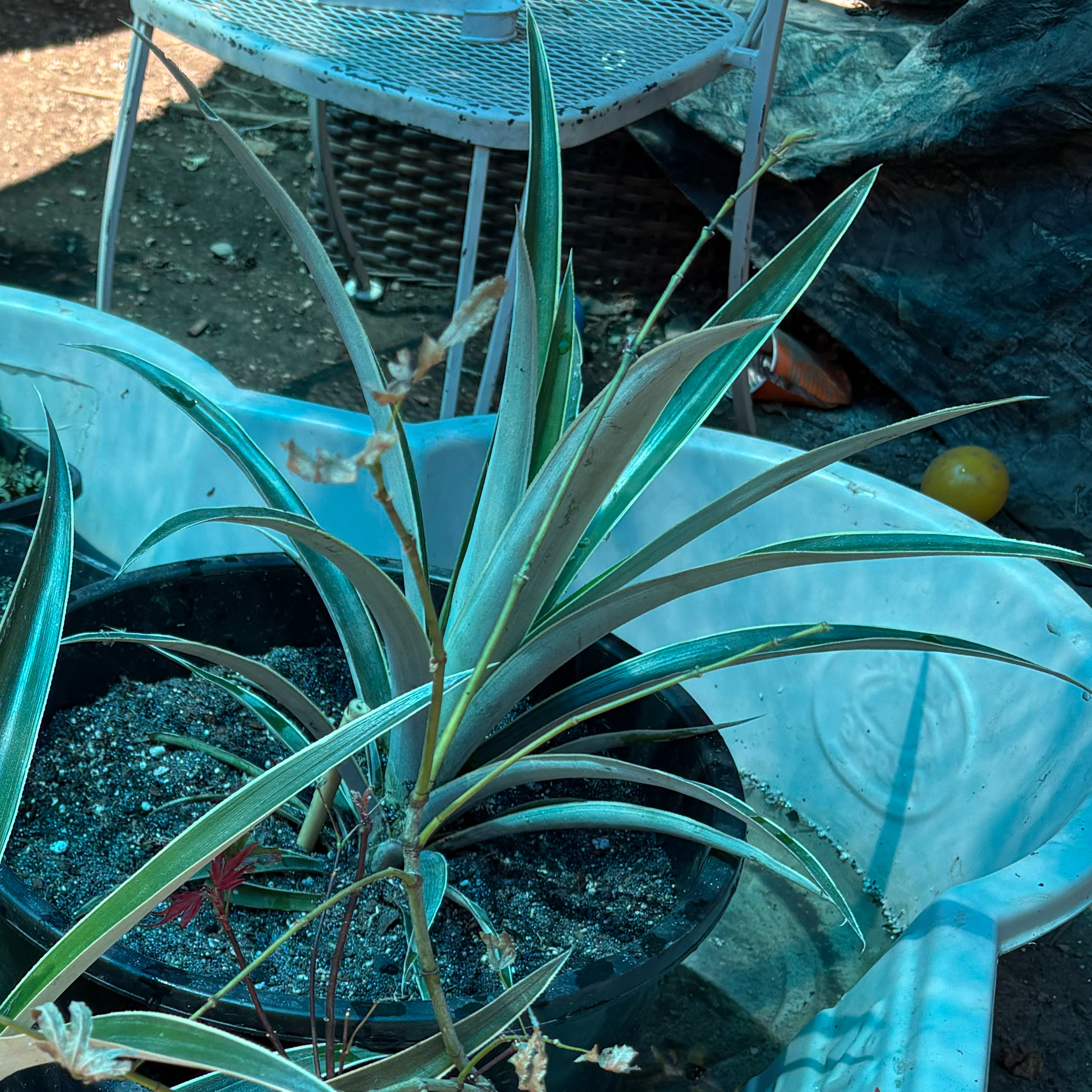 Photo of the plant species Red Pineapple by @Idplantthat named Trolley on Greg, the plant care app