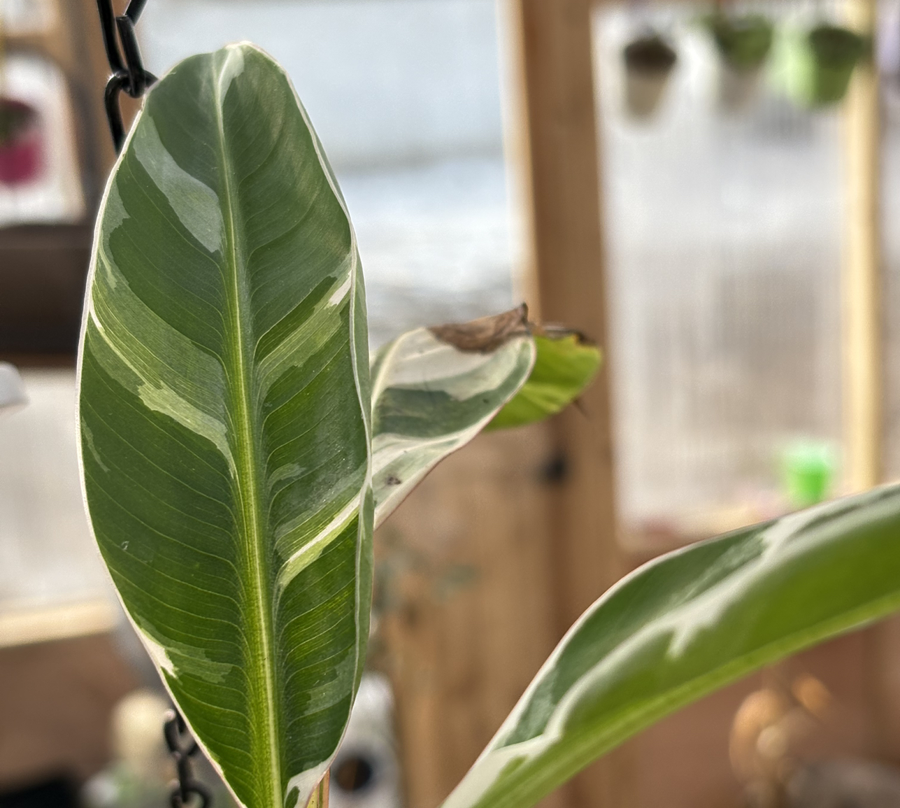 Photo of the plant species Variegated Banana by @Idplantthat named Amora on Greg, the plant care app