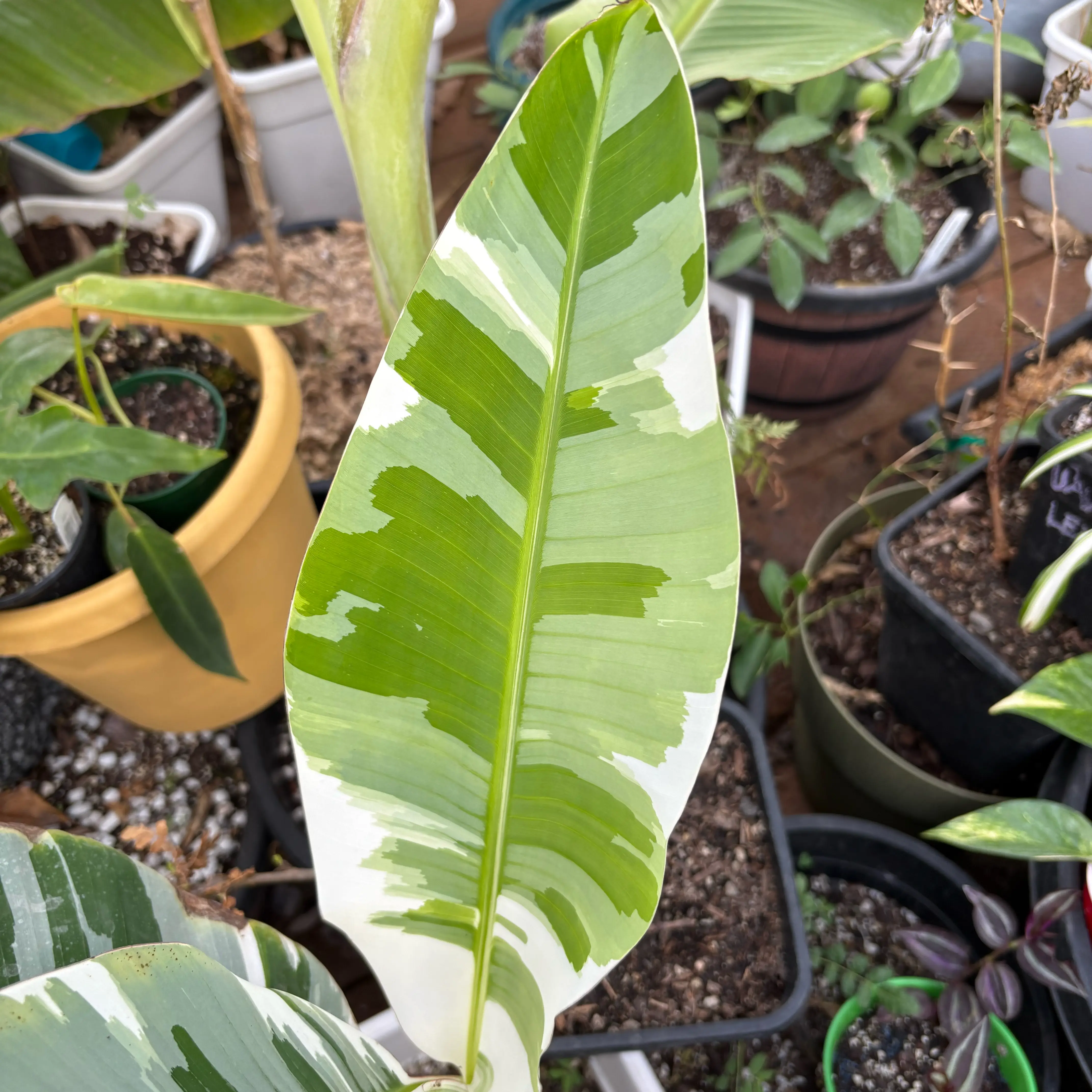 Photo of the plant species Variegated Banana by @Idplantthat named Uggis unicorn on Greg, the plant care app