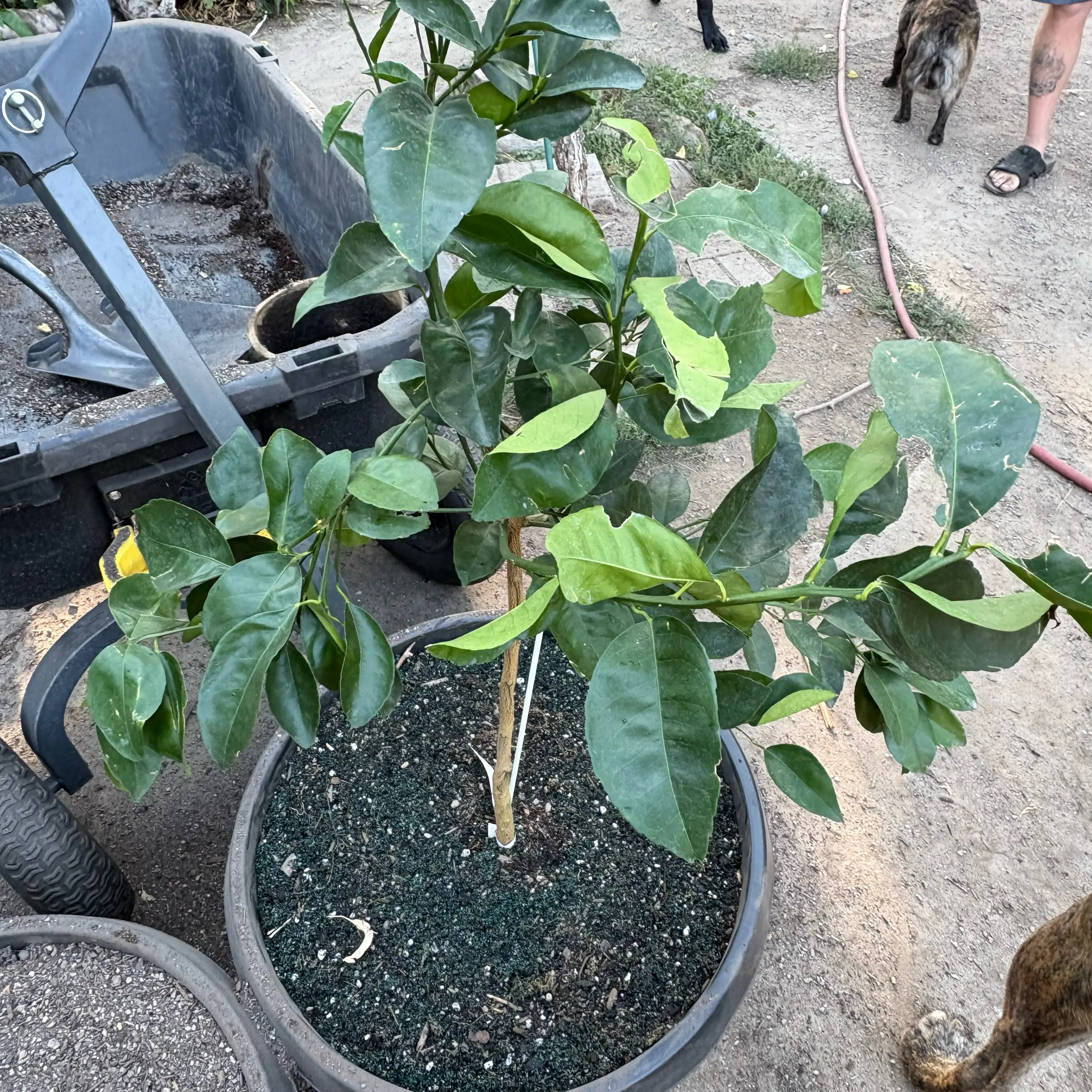 Photo of the plant species Brown Select Satsuma by @Idplantthat named Daphne on Greg, the plant care app