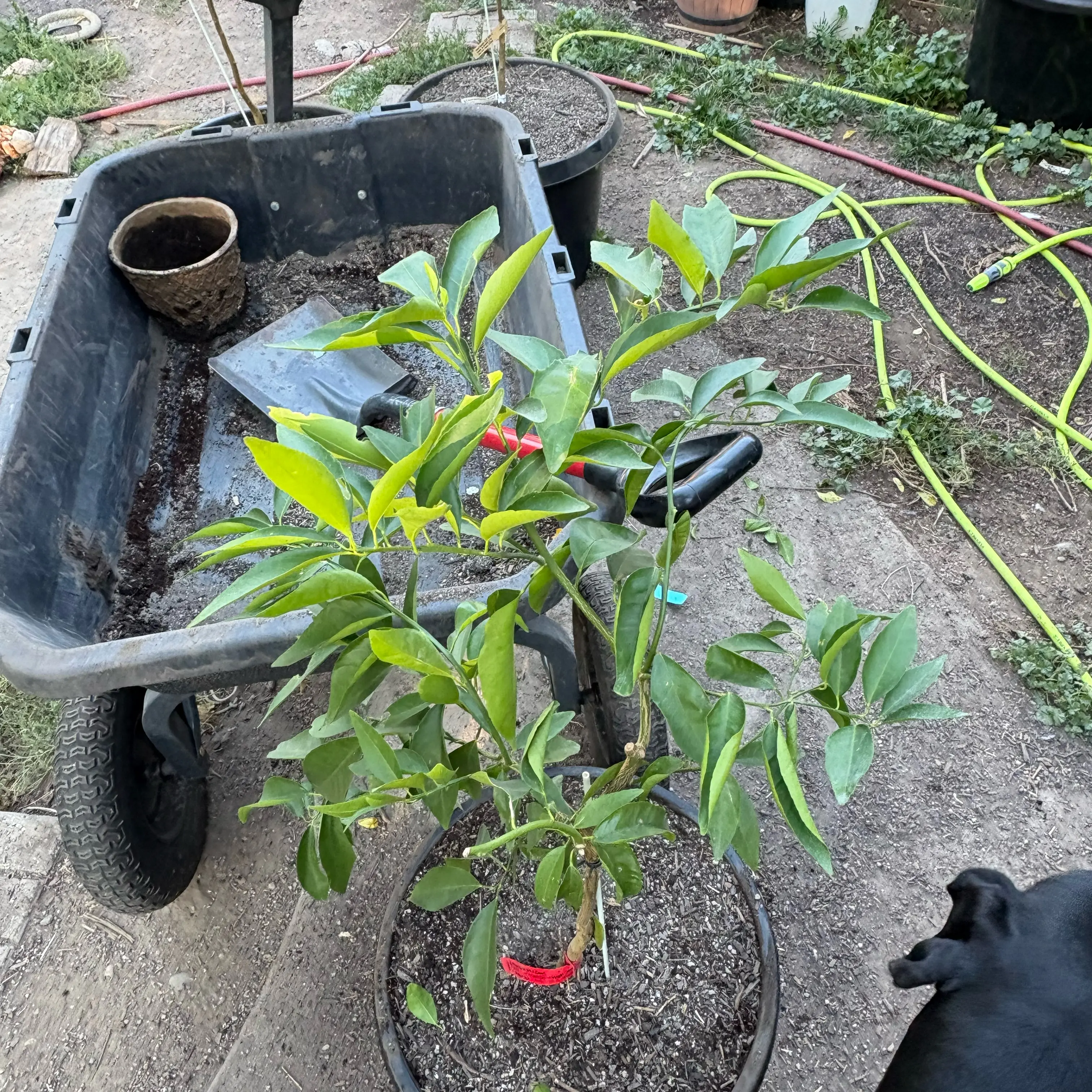 Photo of the plant species Sugar Belle® Mandarin by @Idplantthat named Sparkle Fart on Greg, the plant care app